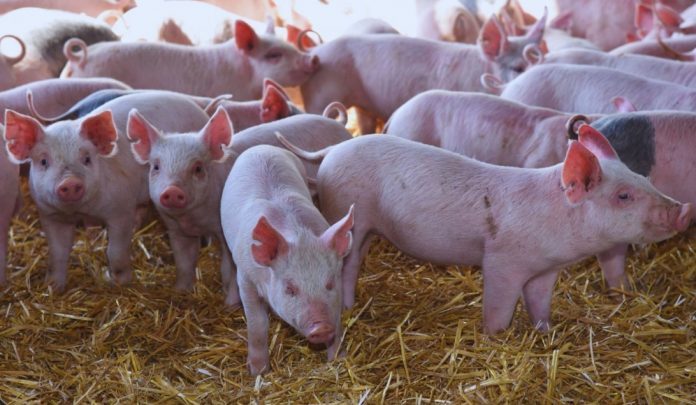 Santa Fe consolida el segundo lugar porcino del país con 840 mil cerdas