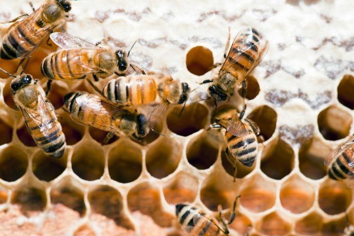 Alerta regional: las abejas latinoamericanas pierden hasta el 50% de sus colonias