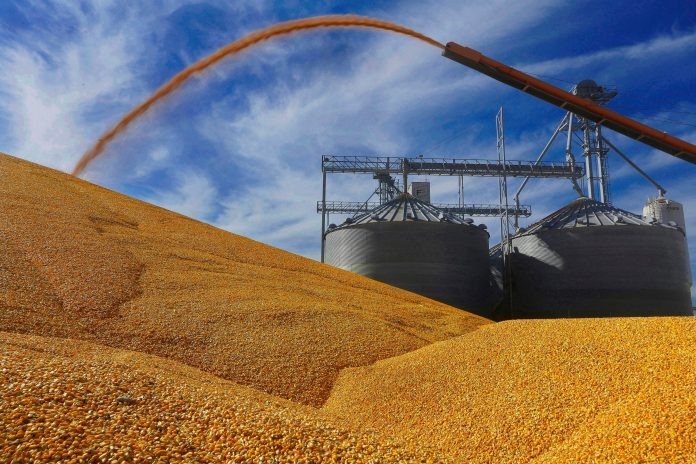 Argentina desplazaría a Brasil como segundo exportador mundial de maíz