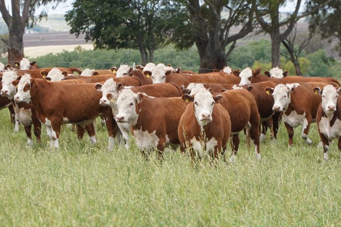 Argentina y la vaca muerta cárnica: reglas claras para el salto