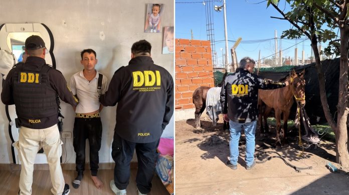 En Moreno, Buenos Aires: detuvieron a un hombre con tres capturas por caballos