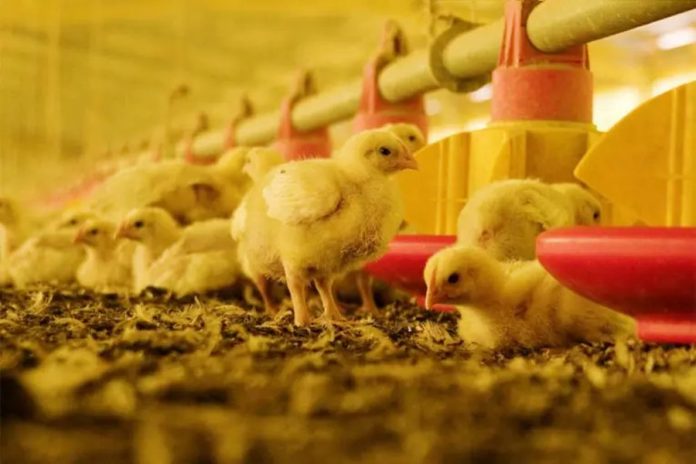Gripe Aviar en Uruguay: foco en Colonia frena el movimiento de aves