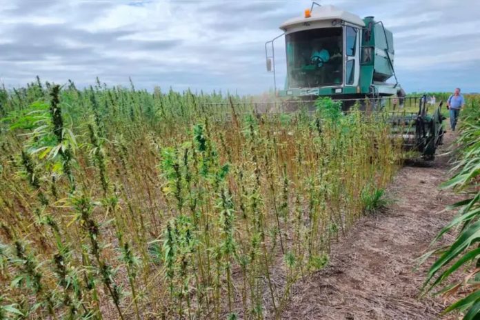 Cáñamo legal: nuevas reglas para cultivar y comercializar en Argentina
