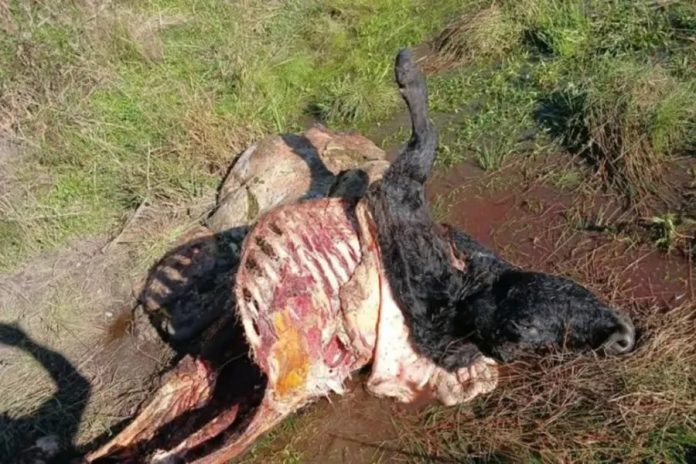 Faena clandestina en Entre Ríos: productor perdió $18 millones en un mes