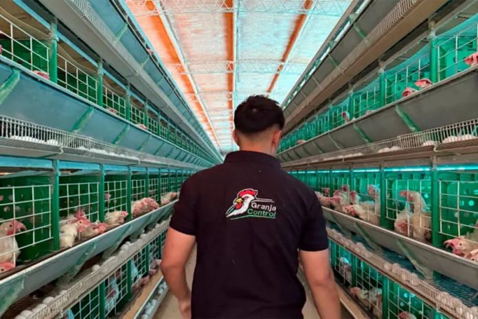 Un entrerriano digitalizó el campo avícola: su app ya gestiona 400.000 aves