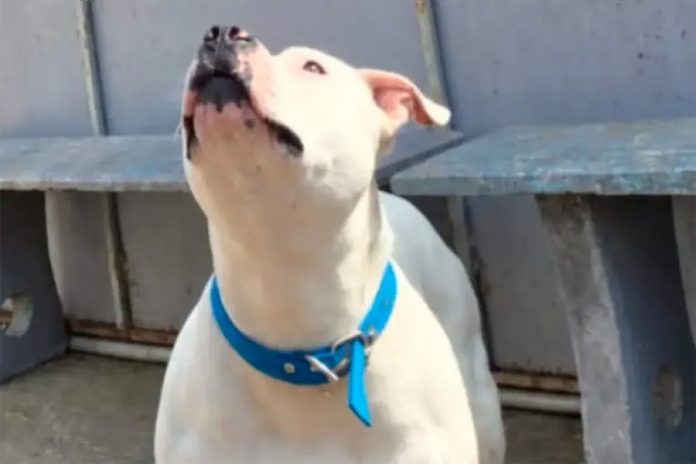 El pitbull que mordió a una nena en Paraná no será sacrificado