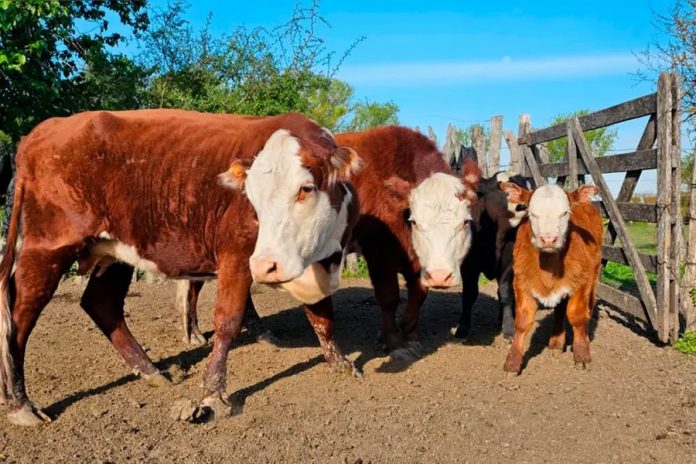 Abigeato en Federal y Feliciano: dos detenidos y 300 kilos de carne secuestrados
