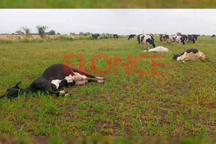 Tres vacas lecheras murieron por un rayo en Aldea Santa María: $10 millones en pérdidas