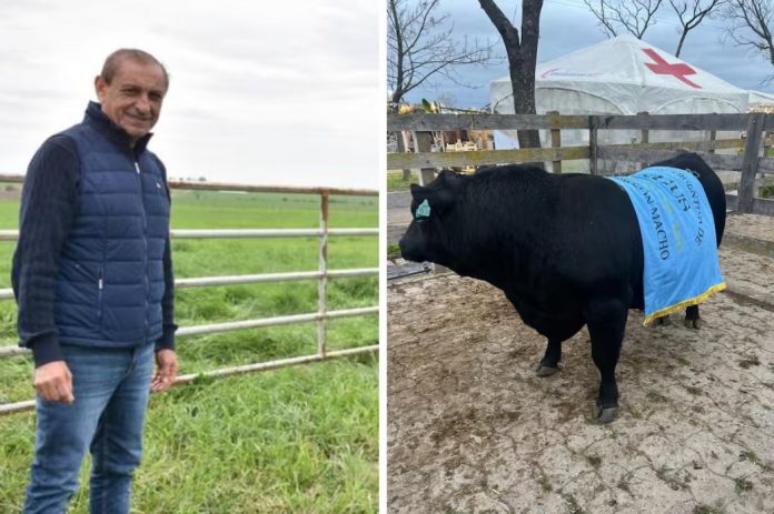 La cabaña de Ramón Díaz ganó el Gran Campeón Macho Angus en Gualeguaychú