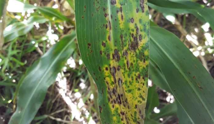 Roya del sorgo: el estudio de INTA Paraná que explica por qué golpea distinto