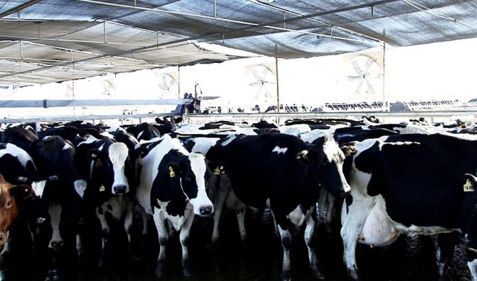 Producción de leche en el país: 4,5% interanual en ocho meses