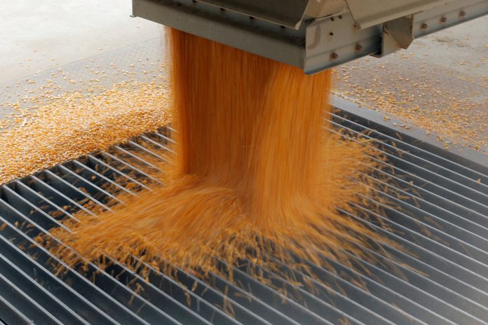 El agro liquidó USD 2.750 millones en agosto, con el maíz como motor