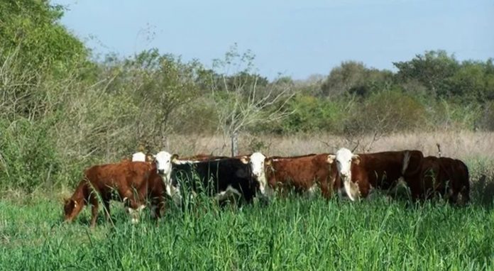 Entre Ríos regularizó 124.000 hectáreas de tierras fiscales que estaban en negro