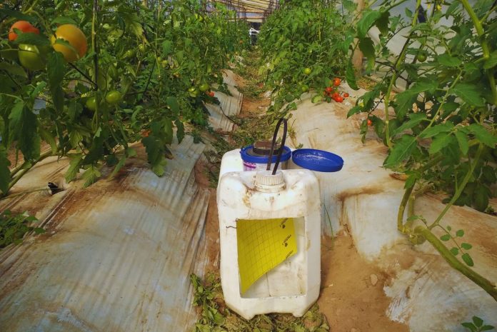 La trampa solar de Concordia que busca frenar la polilla del tomate