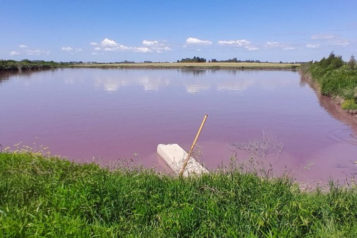 Coloración rojiza del arroyo Espinillo: tomaron muestras y reforzarán controles