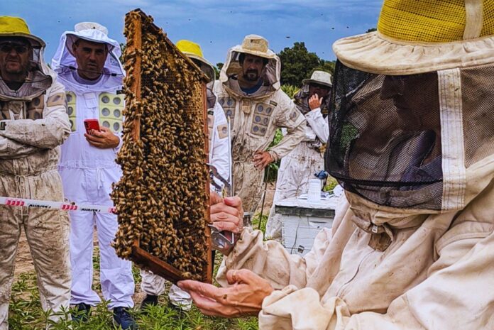 Apiarios ante El Niño: las recomendaciones para evitar pérdidas