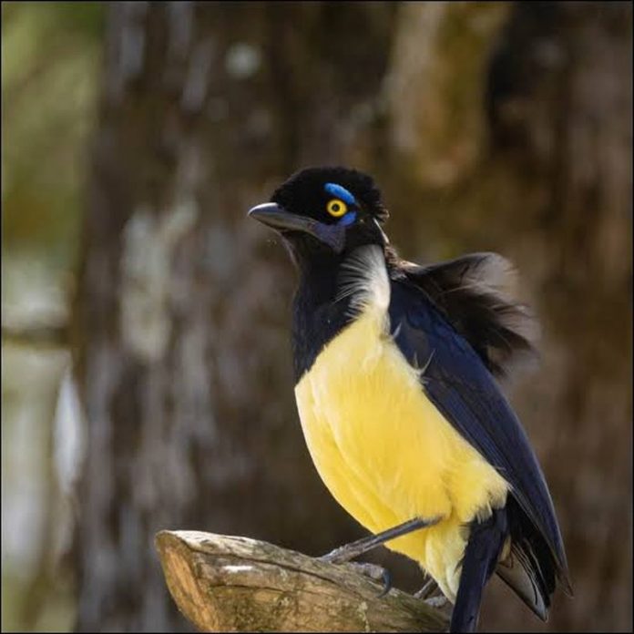 El Palmar se suma al Global Big Day: el sábado 10 se cuentan aves