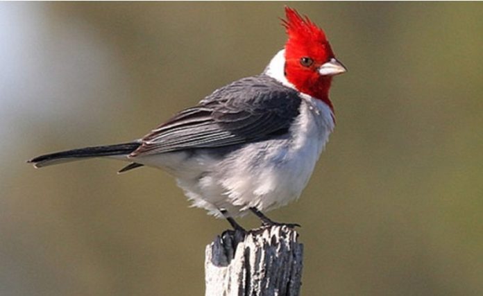 El Gran Día de Aves llega a Concordia: charla previa para apuntar al cielo