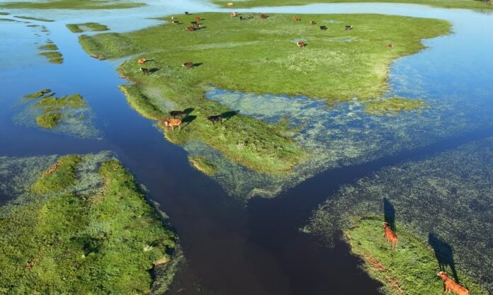 Inundaciones en el río Paraná: SENASA agiliza traslados del rodeo