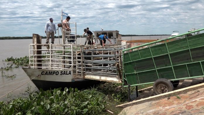El río crece: INTA Paraná insiste en anticipar la salida de la hacienda en islas