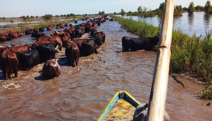 Islas de Victoria, Santa Fe: 30.000 cabezas de ganado corren contra el reloj
