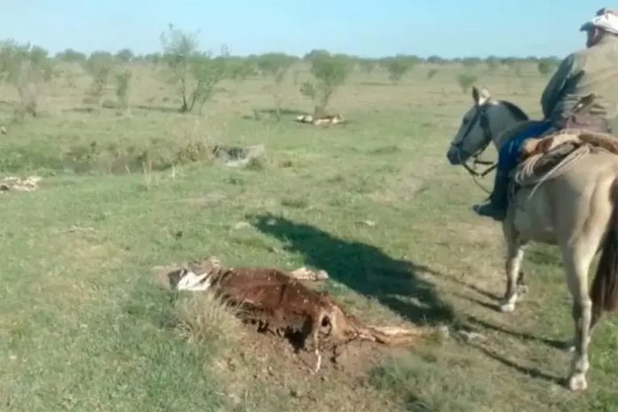 78 vacas muertas en Curuzú Cuatiá, Corrientes: la pesquisa por 170 vacunos