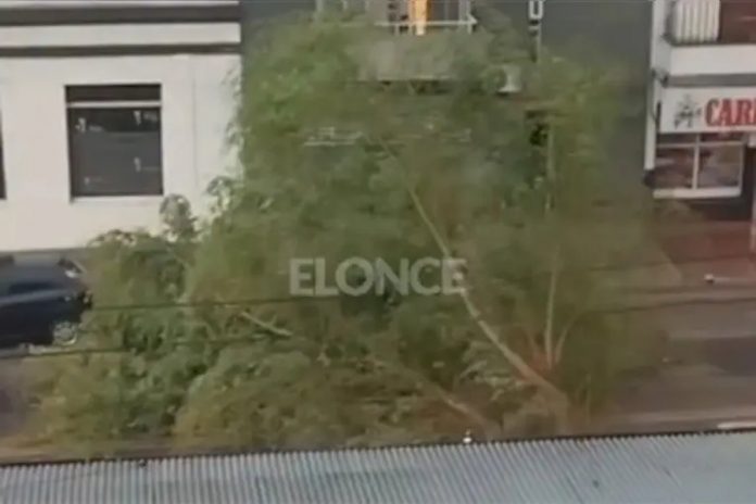 Tormenta en Paraná: un gran árbol cayó sobre la calzada y complicó el tránsito