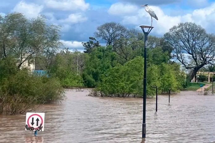 Río Uruguay: descenso lento y alerta en Colón, Paysandú y Concepción