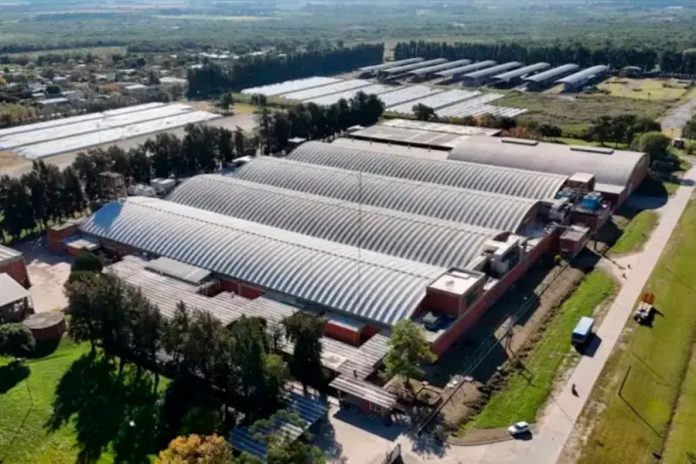 Quiebra de una algodonera santafesina: incertidumbre por 350 empleos