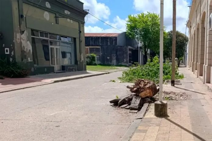 Rama caída en poda: una mujer de 67 años quedó con fractura de fémur