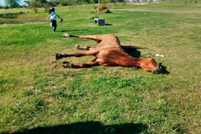 Eutanasiaron a un caballo con tétanos en Concepción del Uruguay