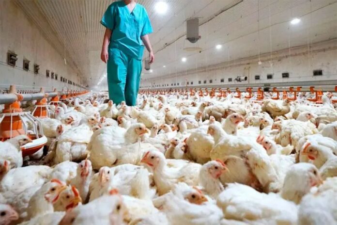 Newcastle en Brasil: Argentina restringió importaciones aviares