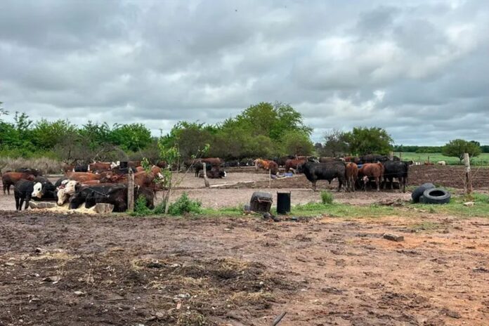 Faena clandestina en Paraná: 270 kilos y más de 200 cabezas sin declarar