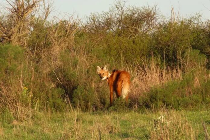 Liberaron en Gualeguay al aguará guazú tras tres meses