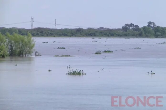 Paraná: el río creció 42 cm y los camalotes cambiaron la costa