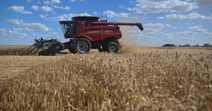 Brasil comprará un récord de trigo: la oportunidad para la cadena argentina