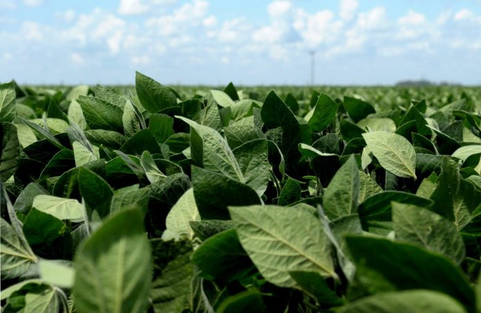 Nación autorizó una nueva soja GM con tolerancia a herbicidas