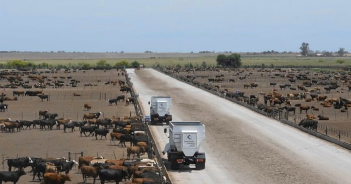 El éxodo de hacienda desde las islas del Litoral ya presiona a los feedlots