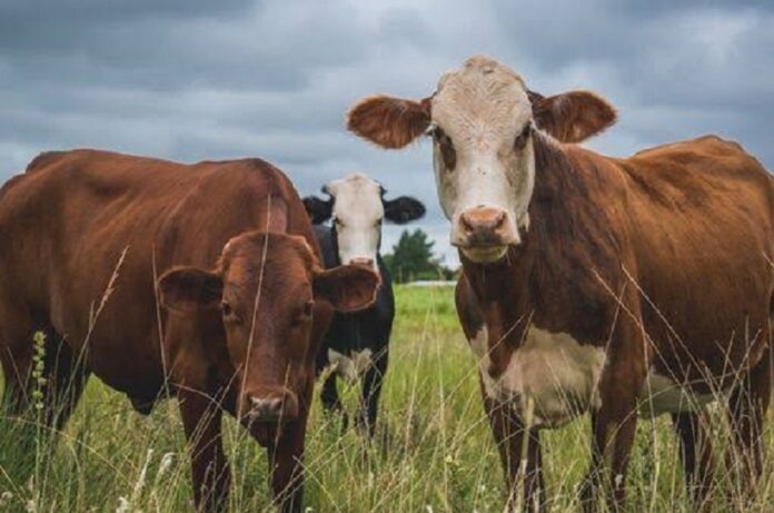 CRA rechaza descuentos a ganaderos por no inscribirse en VISEC Carne