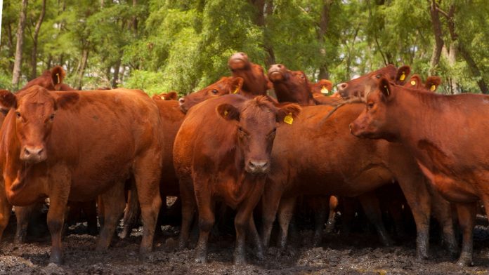 SENASA reglamentó la libre elección de veterinarios para vacunar